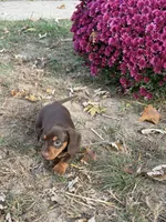 Hazel, a female Miniature Dachshund for sale in Versailles, MO – 2 of 2