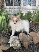 Sparky, a female Pomeranian for sale in Versailles, MO – Photo 2 of 2