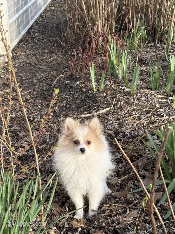 Sparky – Pomeranian puppy for sale in Versailles, MO