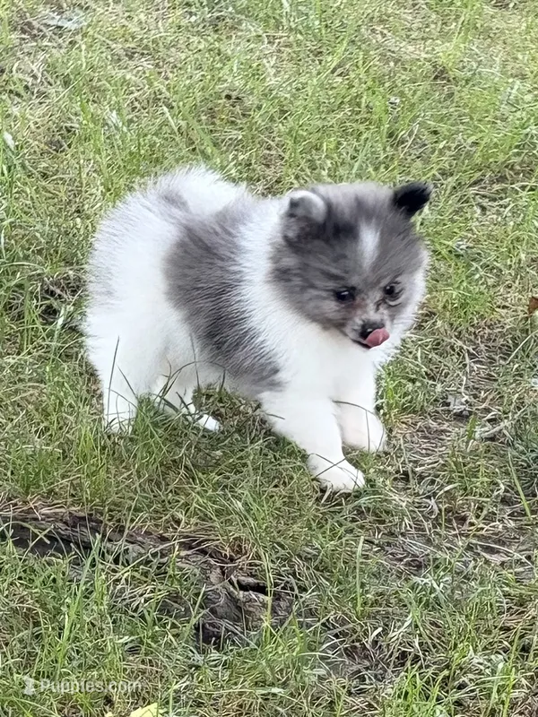 Blue Man – Pomeranian puppy for sale in Versailles, MO