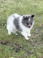 Blue Man, a male Pomeranian for sale in Versailles, MO – 1 of 2