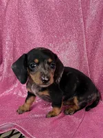 Marble , a female Miniature Dachshund for sale in Versailles, MO – 2 of 2