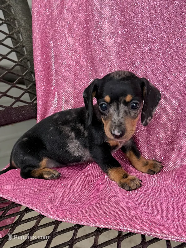 Marble  – Miniature Dachshund puppy for sale in Versailles, MO