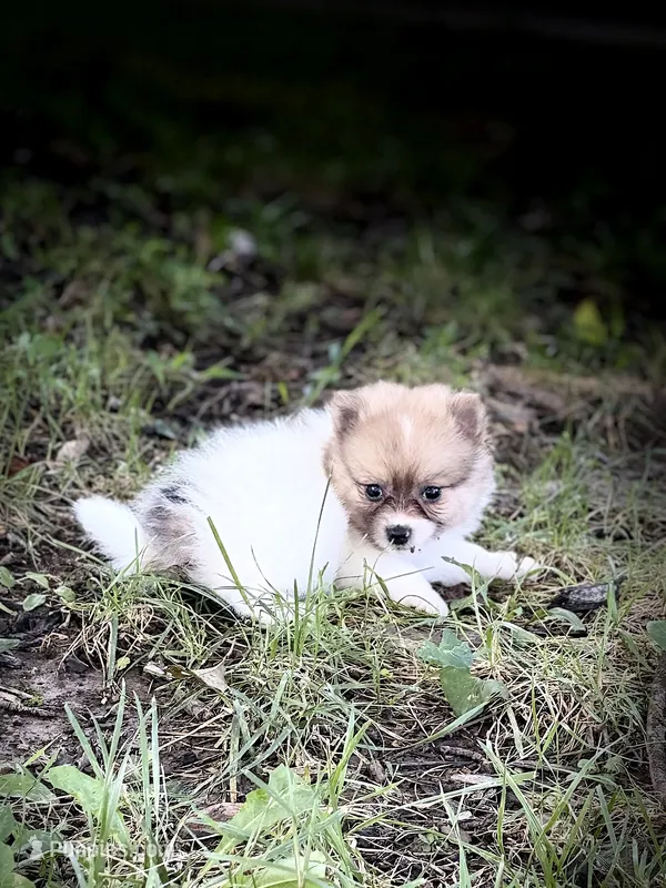 Chipper – Pomeranian puppy for sale in Versailles, MO