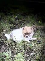 Chipper, a male Pomeranian for sale in Versailles, MO – 1 of 2