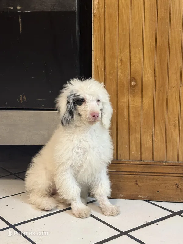 Blue eyes.    F1b MINI  – Bernedoodle puppy for sale in Versailles, MO