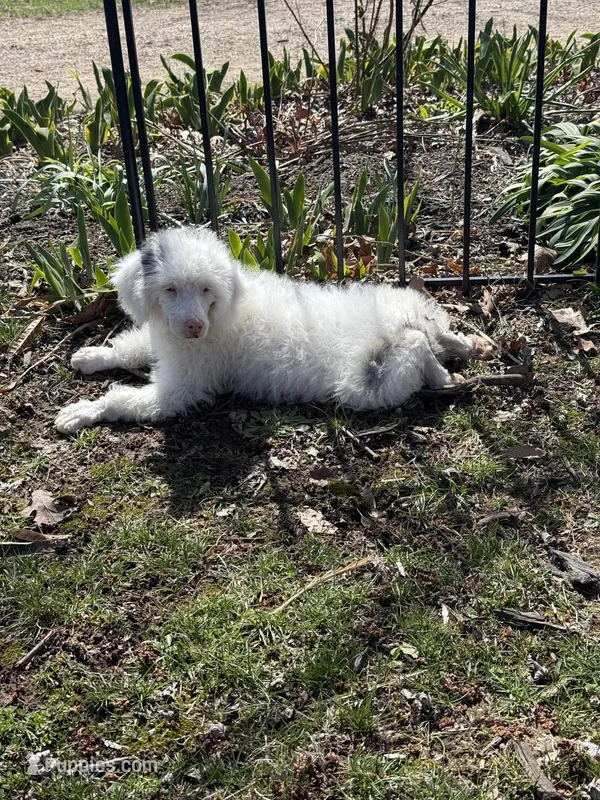 Ghost  – Bernedoodle puppy for sale in Versailles, MO