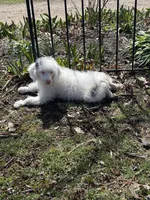 Ghost , a male Bernedoodle for sale in Versailles, MO – Photo 1 of 2