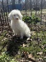 Ghost , a male Bernedoodle for sale in Versailles, MO – Photo 2 of 2