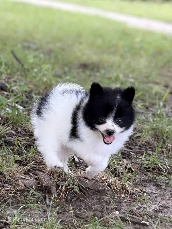 Bear – Pomeranian puppy for sale in Versailles, MO