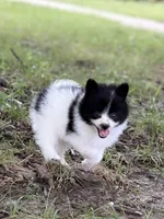 Bear, a male Pomeranian for sale in Versailles, MO – 1 of 3