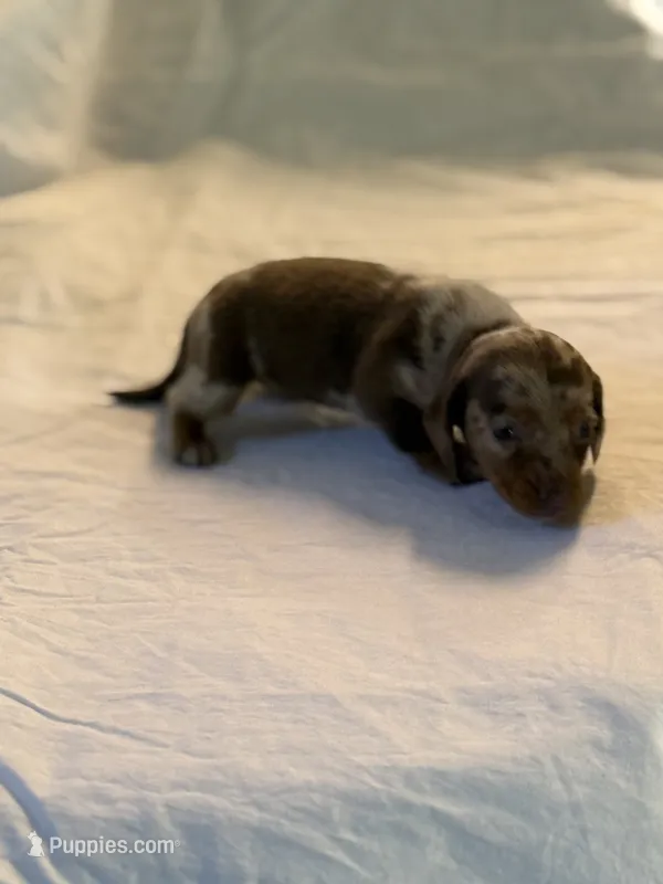 Dapple Lady – Miniature Dachshund puppy for sale in Versailles, MO