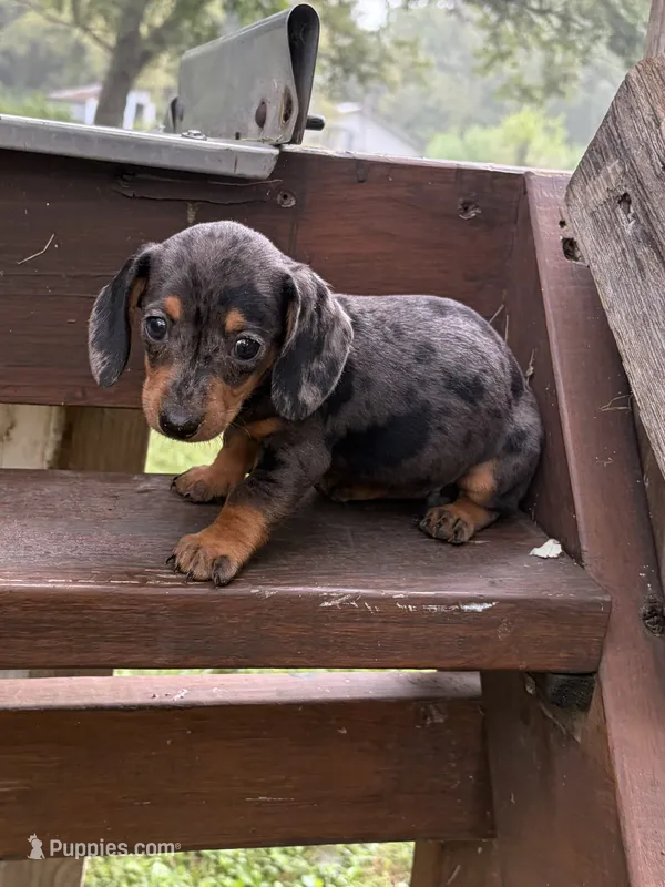 Angie – Miniature Dachshund puppy for sale in Versailles, MO