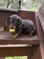 Angie, a female Miniature Dachshund for sale in Versailles, MO – 1 of 1