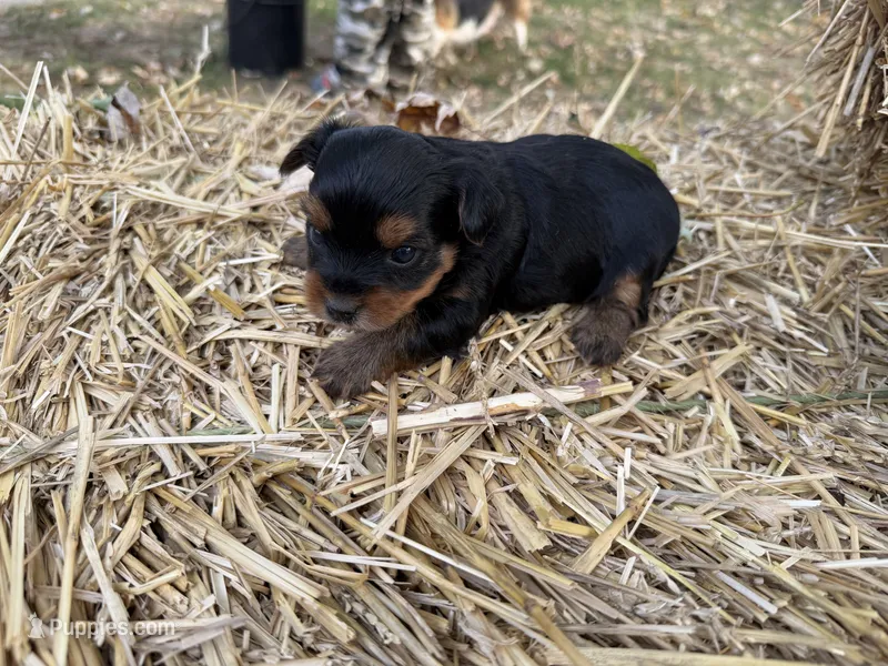 Penny, a female Yorkshire Terrier for sale in Versailles, MO – 1 of 1