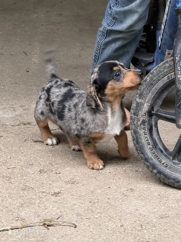 Dapple Lady – Chiweenie puppy for sale in Versailles, MO