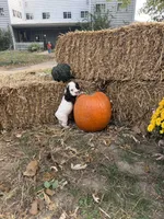 Patch, a male Cocker Spaniel for sale in Versailles, MO – 2 of 2