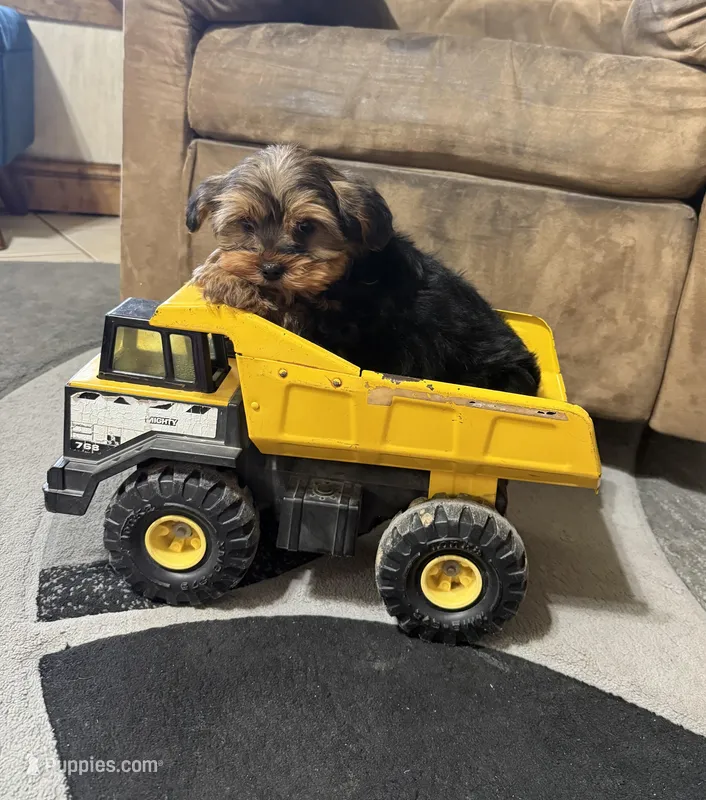 Buster – Yorkshire Terrier puppy for sale in Versailles, MO