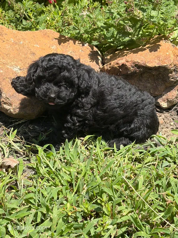 Blackie – Poodle - Miniature  puppy for sale in Versailles, MO