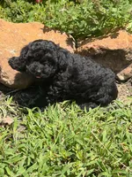 Blackie, a female Poodle - Miniature  for sale in Versailles, MO – 1 of 1