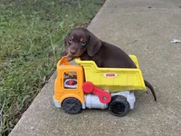 Nugget , a male Miniature Dachshund for sale in Versailles, MO – 2 of 2