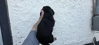 Boy  long hair, a male Miniature Dachshund for sale in Centerville, IA – 9 of 10