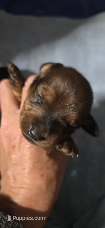 Boy 4 – Miniature Dachshund puppy for sale in Centerville, IA