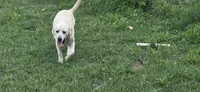 Mini lab x f black runt ready now, a female Labrador Retriever for sale in Centerville, IA – 7 of 8
