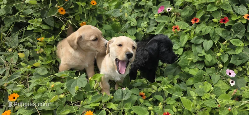 Boy 3 has white on head – English Cocker Spaniel puppy for sale in Centerville, IA