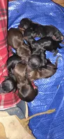 Boy, a male Miniature Dachshund for sale in Centerville, IA – 3 of 4