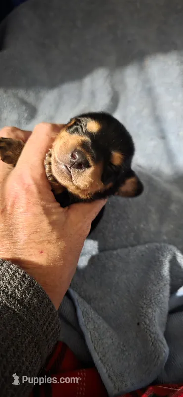 Boy 1 – Miniature Dachshund puppy for sale in Centerville, IA