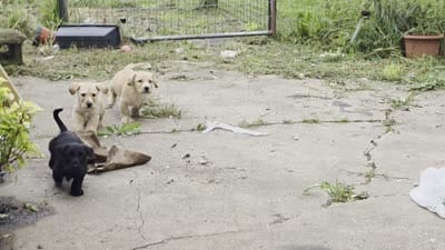 Boy, a male Cocker Spaniel for sale in Centerville, IA – 3 of 3