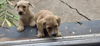 Boy, a male Cocker Spaniel for sale in Centerville, IA – 2 of 3