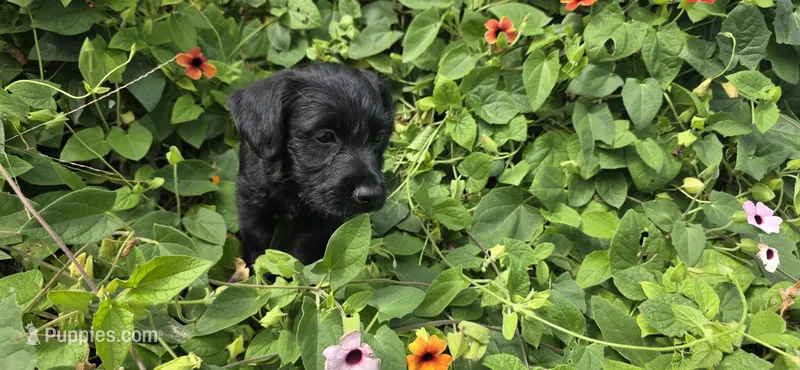 Runt boy 1 – Scottish Terrier puppy for sale in Centerville, IA