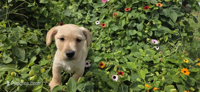 Boy 2 – English Cocker Spaniel puppy for sale in Centerville, IA
