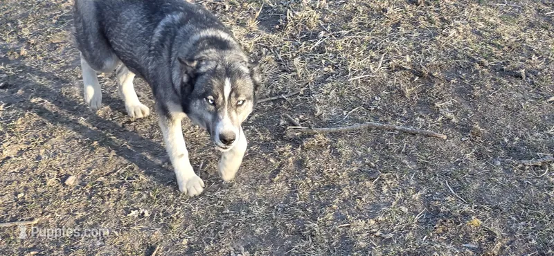 FREE GIRL 2, a female Siberian Husky for sale in Centerville, IA – Photo 1 of 4