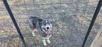 FREE GIRL 2, a female Siberian Husky for sale in Centerville, IA – Photo 4 of 4