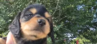 Boy  long hair, a male Miniature Dachshund for sale in Centerville, IA – 10 of 10