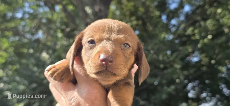 Boy 3 – Miniature Dachshund puppy for sale in Centerville, IA