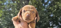 Boy 3, a male Miniature Dachshund for sale in Centerville, IA – 1 of 9