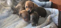 Boy 1, a male Miniature Dachshund for sale in Centerville, IA – 6 of 6