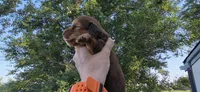 Girl, a female Miniature Dachshund for sale in Centerville, IA – 10 of 10