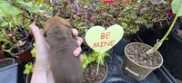 Boy 3, a male Miniature Dachshund for sale in Centerville, IA – 8 of 9