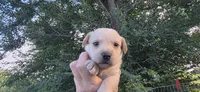 Runt girl, a female Scottish Terrier and English Cocker Spaniel for sale in Centerville, IA – 3 of 5