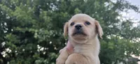 Mini Cocker x f blonde, a female Schipperke and English Cocker Spaniel for sale in Centerville, IA – 5 of 5