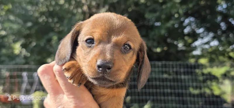 Boy 4 – Miniature Dachshund puppy for sale in Centerville, IA