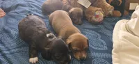 Boy 1, a male Miniature Dachshund for sale in Centerville, IA – 5 of 6