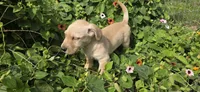 Boy 2, a male Scottish Terrier for sale in Centerville, IA – 4 of 10