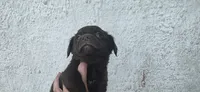Mini Cocker x m chocolate , a male Schipperke and English Cocker Spaniel for sale in Centerville, IA – 5 of 9