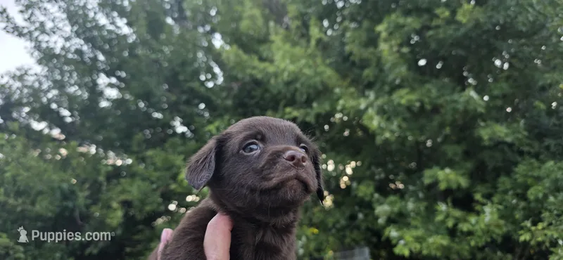 Cocker x m chocolate  – Schipperke, English Cocker Spaniel puppy for sale in Centerville, IA